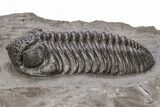 Austerops Trilobite From Jorf - Top Quality Specimen #221219-1